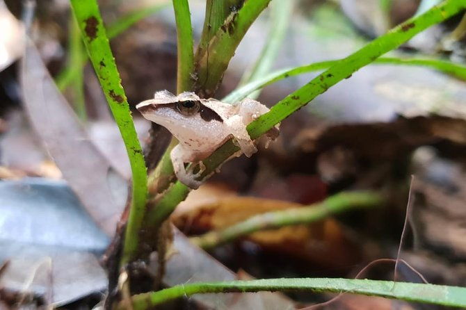Sinharaja RainForest Private Full Day Tour - FAQ