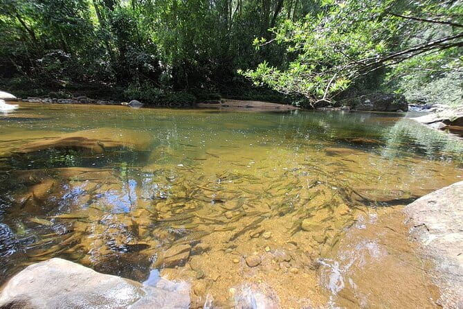 Sinharaja Rainforest Trip - Who Should Consider This Experience?