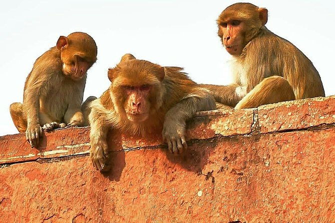 Skip The Line: Taj Mahal Sunrise Tour from - Delhi (All-Inclusive) - Authentic Experiences Based on Reviews