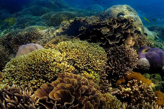 Snorkeling In Nusa Penida Departing From Bali Island - How to Maximize Your Experience