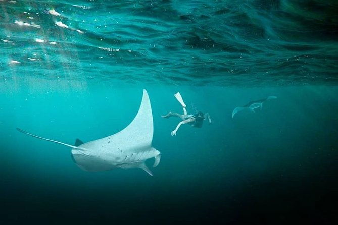 Snorkeling Manta Ray Safari in Nusa Penida - Practical Details: Timing, Cost, and Logistics