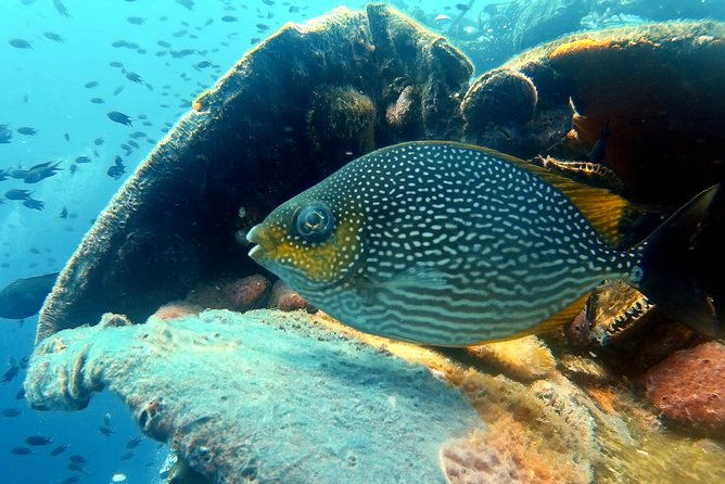 Snorkeling ( start at Ko Kut) - Final Thoughts