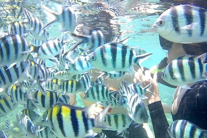 Snorkeling Tour In Gili Nanggu - The Sum Up