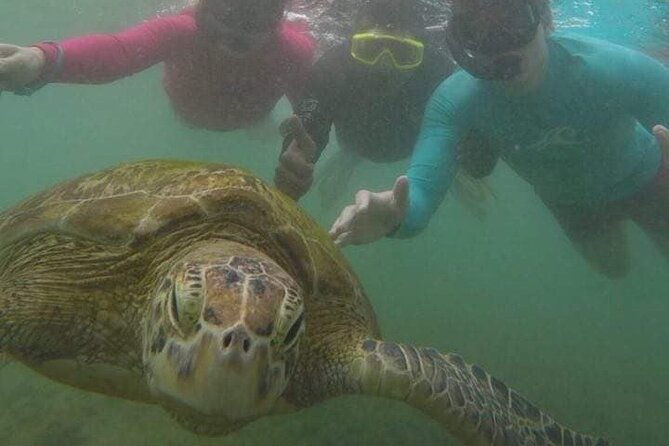 Snorkeling with Sea Turtles in Mirissa (Pickup and Drop included) - Authentic Perspectives From Past Participants