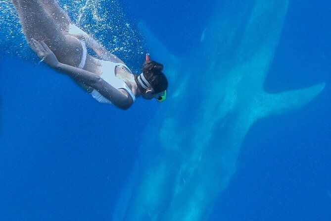 Snorkeling with Whales in Mirissa - Who Should Consider This Tour?