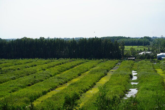 Southern Forest Tour  Explore Hau Giang Nature - Authentic Experiences Highlighted by Reviewers