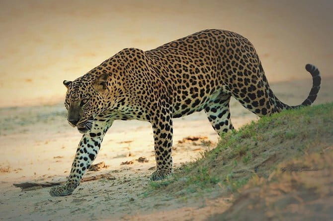 Special Elephants Safari from hambantota Port - FAQ