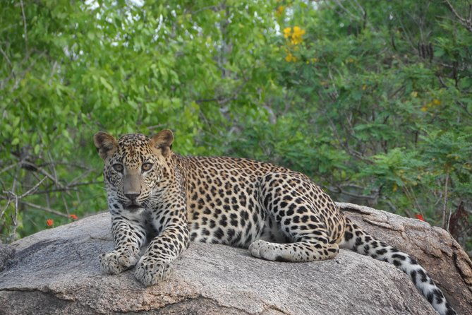 Special leopards safari Yala National park - 04.30 am to 11.30 am - Detailed Breakdown of the Safari