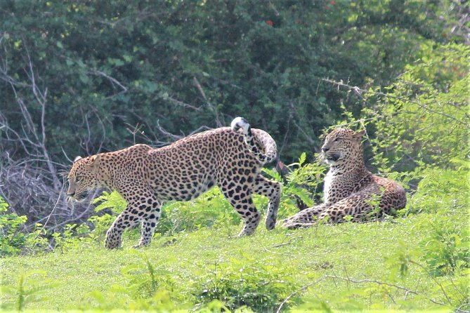 SRI LANKA EXPERIENCES- 12 Nights/13 Days Tour - Who Is This Tour Best For?