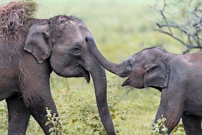 Sri Lanka Nature, Culture and Wild tour - The Misty Hills of Nuwara Eliya and Tea Culture