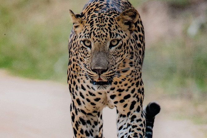 Sri Lanka private tour package 9 night 10 Day with driver+vehicle+accommodations - Why This Tour Offers Real Value