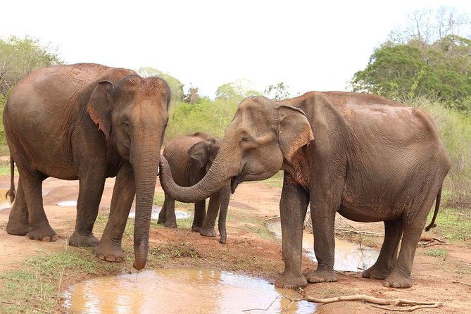 Sri lanka Wildlife Tour - Deep Dive into the Experience: Why It Works