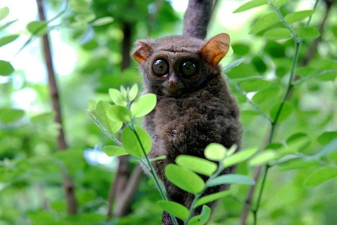 Sulawesi Tangkoko National Park Private Tour - Final Thoughts on Value