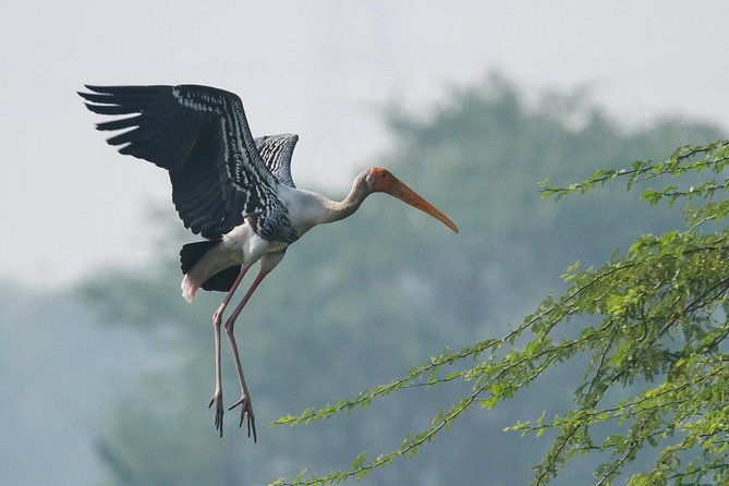 Sultanpur The wonder of Birding from Delhi - Who Is This Tour Best For?