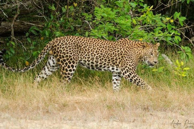 Super Luxury Jeep Safari at Yala National Park - What Makes This Tour Stand Out