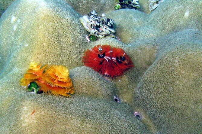 Surin Islands- Early Bird Snorkeltour from Khao Lak in English, French, German, Italian - The Sum Up: Who Will Love This Tour?