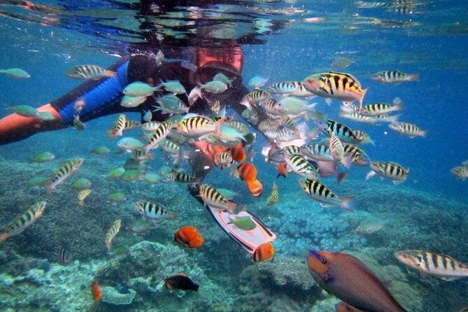 Swim with Manta Rays: Snorkeling Day Trip from Bali - Who is This Tour Best For?
