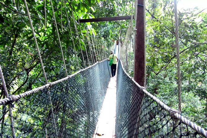 Taman Negara Day Tour with Canopy Walk - Price & Value