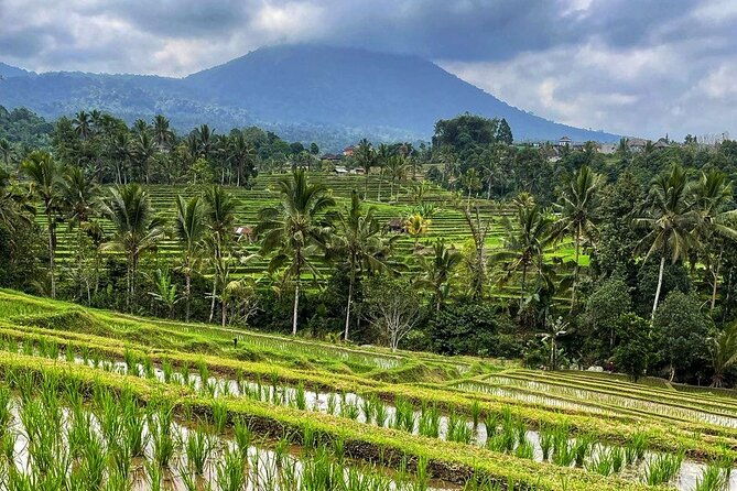 Tanah Lot - Ulun Danu Beratan Temple - Scenic Countryside Tour - The Sum Up: Who Will Love This Tour?