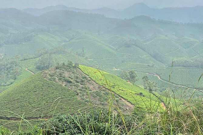 Tea Plantation, Grass Land and Mountain Hiking in Munnar - The Descent and End
