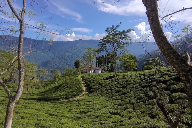 Tea Pluckers' Day - The Sum Up