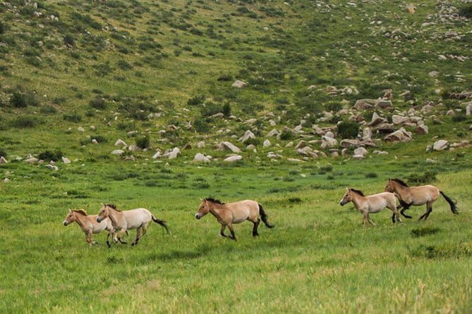 Terelj National Park and Chinggis Khaan Statue Tour - Who Is This Tour Best For?