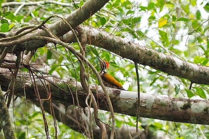 The Little Amazon and Sri Phang Nga Waterfall Full Day Tour From Khao Lak - The Sum Up