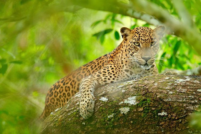 The Most popular Personalized round Tour In Sri Lanka-Day Charged - The Sum Up
