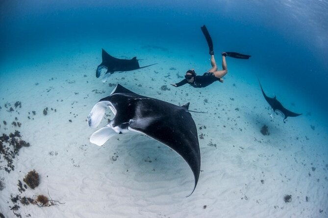 Three Islands Snorkeling (3 Spots) Manta Rays - From Lembongan - What Could Be Improved?