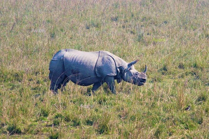 Tour of Pobitora Wildlife Sanctuary from Guwahati with Safari, Lunch and Guide - Detailed Breakdown of the Experience