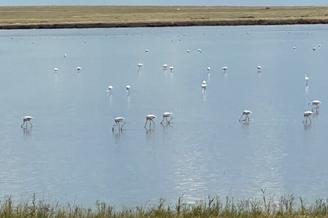 Tour to Korgalzhyn: Flamingo and Wild Fauna Nature Reserve - The Possible Drawbacks and Considerations