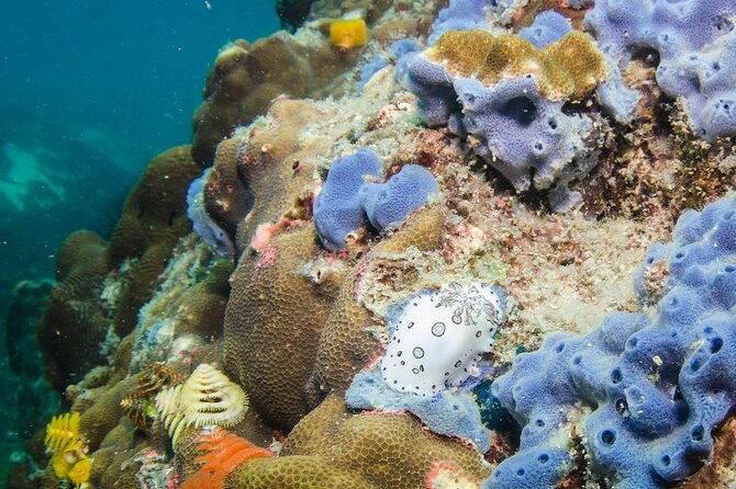 Try Scuba Diving 2 Dives Bang Bao - Pricing and Value