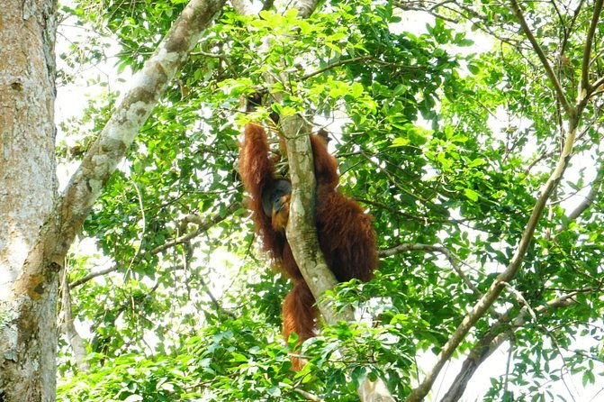 Two days orangutans adventure in Gunung Leuser - Value for Money