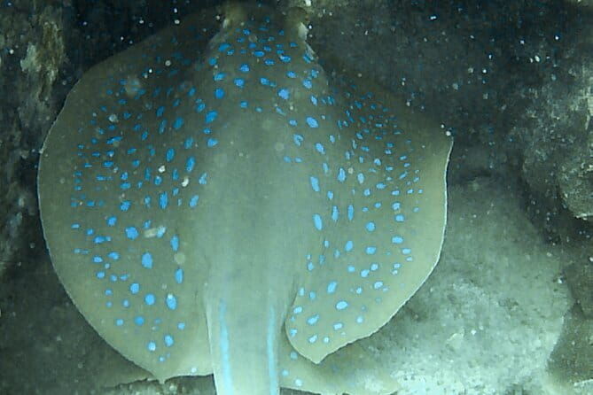 Two Fun Dives for Certified Divers in Koh Kood or Koh Rang - What to Expect During the Dives