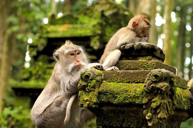 Ubud and Tanah Lot Tours - Authentic Experiences and Local Insights