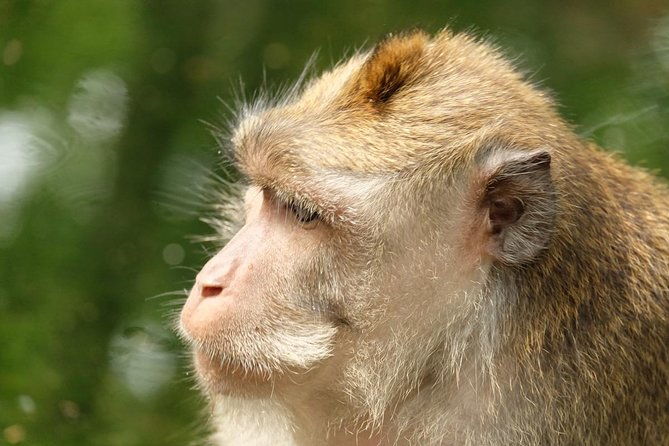 Ubud Art, Monkey Forest and Rice Terrace Tour - FAQ