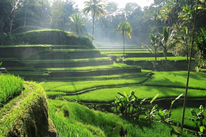 Ubud: Monkey Forest, Rice Terraces and Jungle Swing Tour - Who Would Love This Tour?