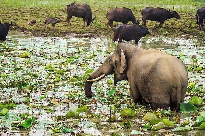 Udawalawa National Park Day Tour - Who Would Love This Tour?  