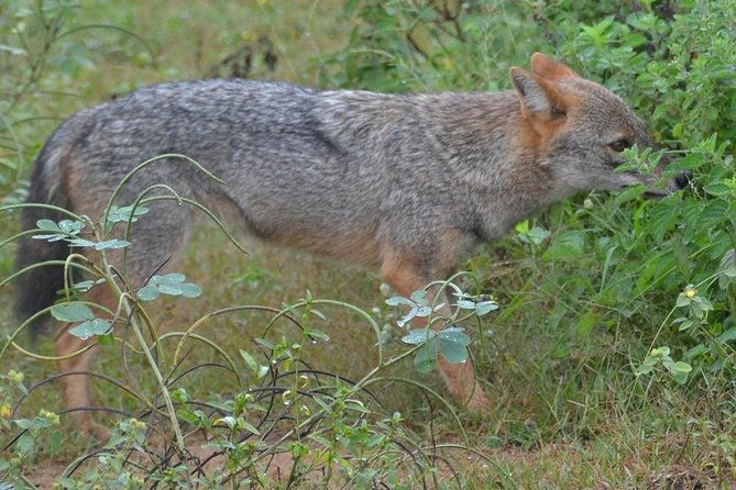 Udawalawa National Park half day Safari - Final Thoughts: Is It Worth It?