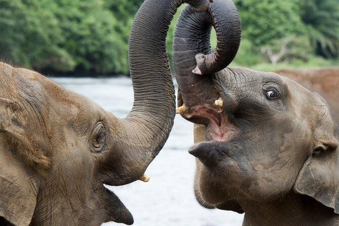 Udawalawa Safari Drive From Galle, Weligama, Mirissa & Dickwella - Unique Insights from Reviewers