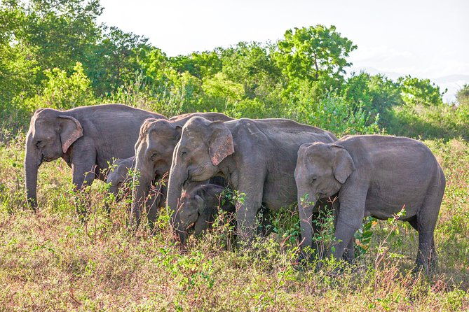 Udawalawe National Park Entrance Ticket with Private Safari - The Itinerary Breakdown: What to Expect