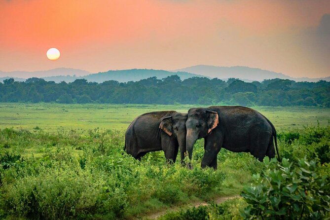 Udawalawe National Park Safari from Weligama - The Experience in Context: What to Expect