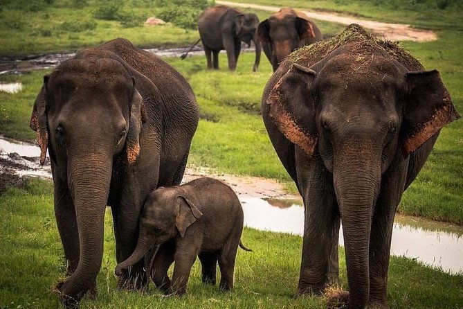 Udawalawe National Park Safari with Private Driver-Jeep and Enter ticket - Final Thoughts