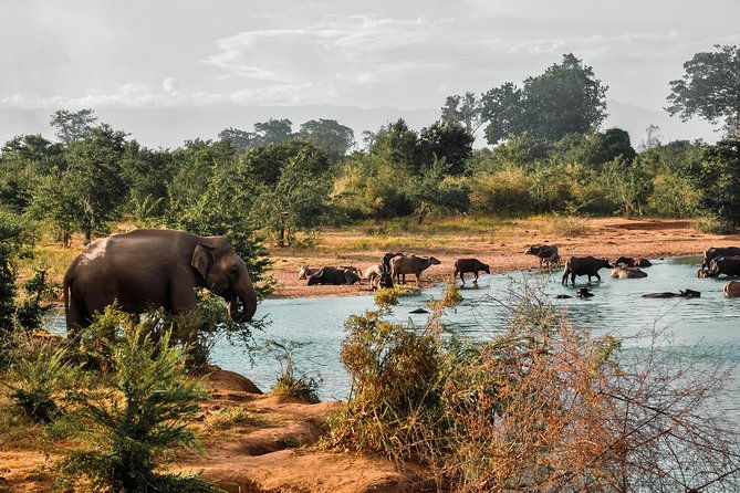 Udawalawe National Park Safari - The Sum Up