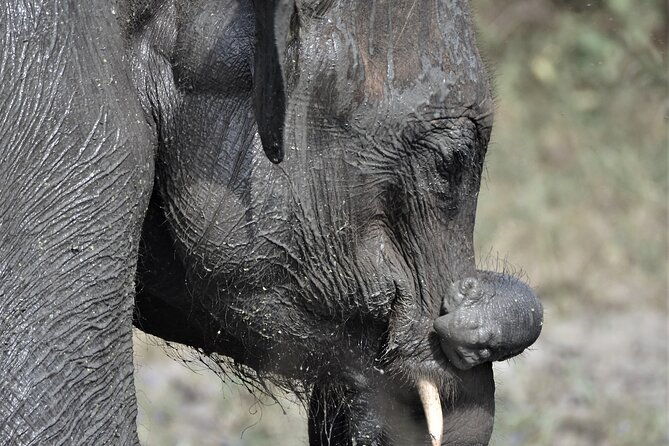 Udawalawe Safari Day Tour from Bentota and its' surrounding areas - FAQ