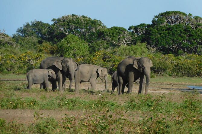 Udawalawe Safari & Elephant Orphanage visit from Hambantota port - Frequently Asked Questions