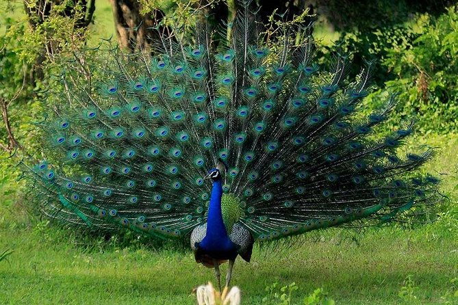 Udawalawe Safari Private Day Tour Kaluthara/Beruwala/Bentota/Kosgoda/Ahungalla - Authentic Experiences from Reviewers