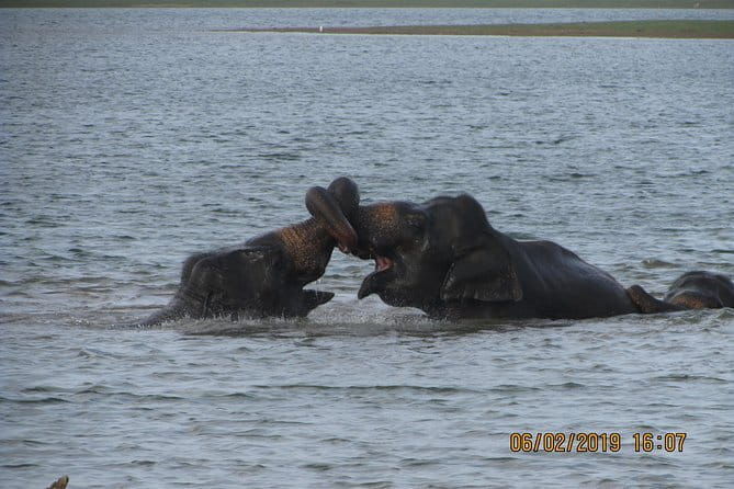 Udawalawe Safari Tour With Baby Elephants From Hambantota Port - Frequently Asked Questions  