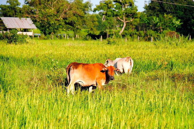 Vientiane Day Trip By Bike To Tad Moon Waterfall - Who is This Tour Best For?
