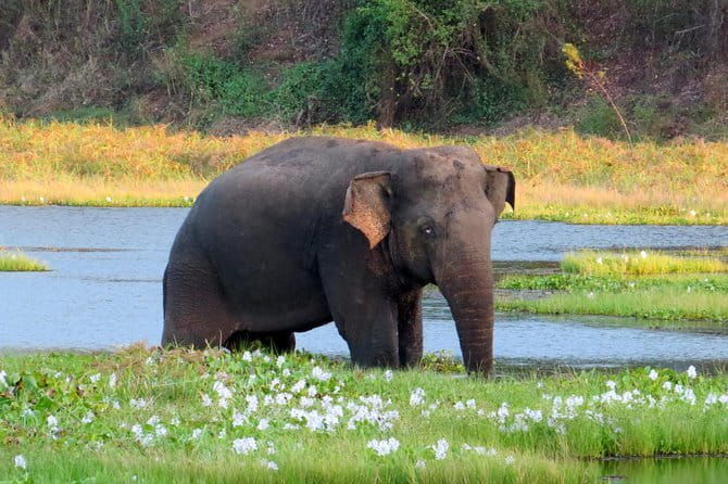 Wasgamuwa National Park Safari from Kandy - Who Should Consider This Safari?